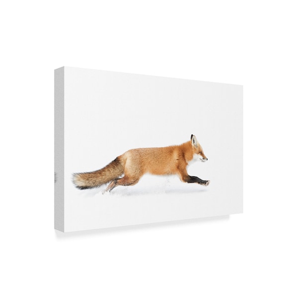 Jim Cumming 'Red Fox In Algonquin Park' Canvas Art,16x24